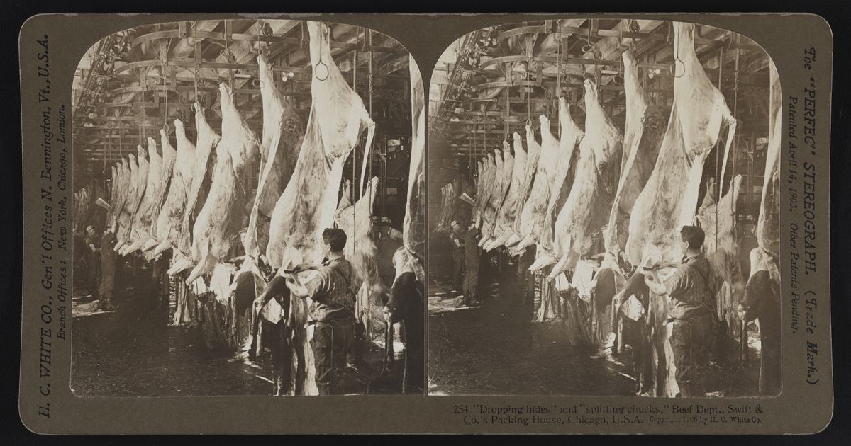 Workers dressing beef — removing hides and splitting backbones — inside Swift & Co.'s packing house in Chicago, 1906, a period industrial scene from The Jungle era